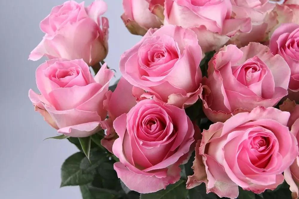 花店常用玫瑰花品种大全,一篇文章带你认识三亚40种花