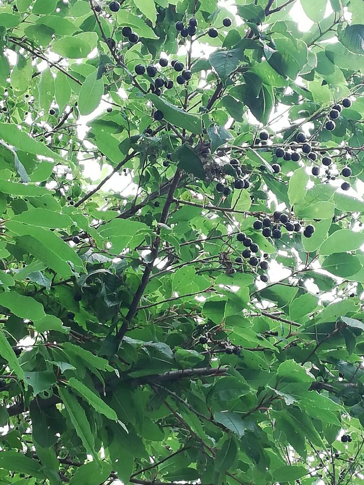 曲红旗简介,曲红旗