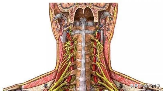 臀上神经卡压怎样松解教学视频,颈部神经卡压怎么自行恢复