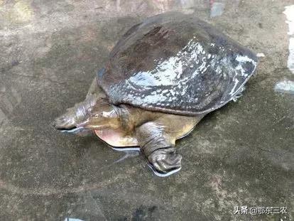 甲鱼最好杀的方法,在野外吃甲鱼