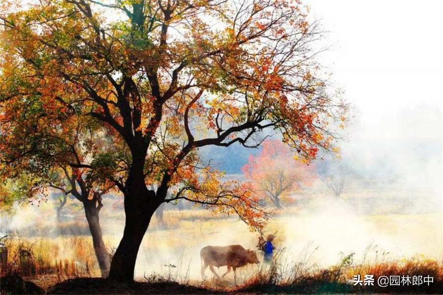 深秋的乌桕红叶,深秋里的一幅油画