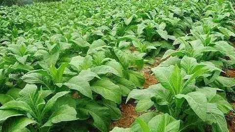 磷酸二氢钾在作物上怎样使用 (磷酸二氢钾的使用范围和方法)