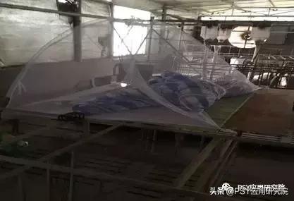 猪场拔牙式处理防控经验,猪场拔牙