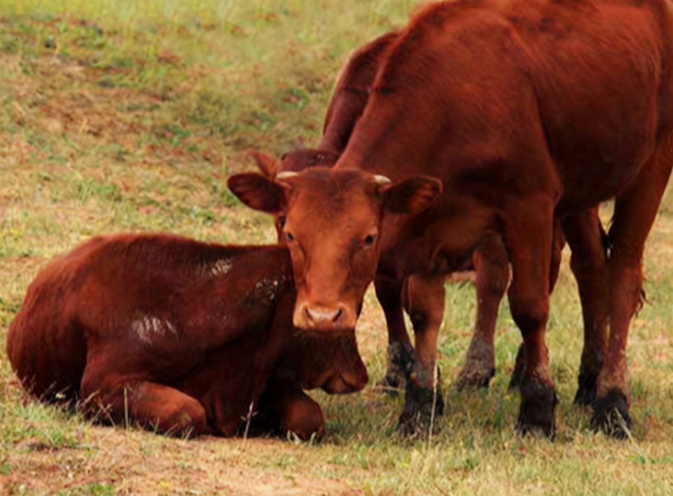 小牛犊粪便干燥带脓怎么治,牛粪便带吐沫样怎么回事