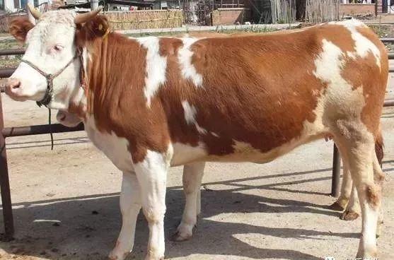 中西医结合应用望、闻、问、切诊断家畜疾病立马提升您诊疗能力