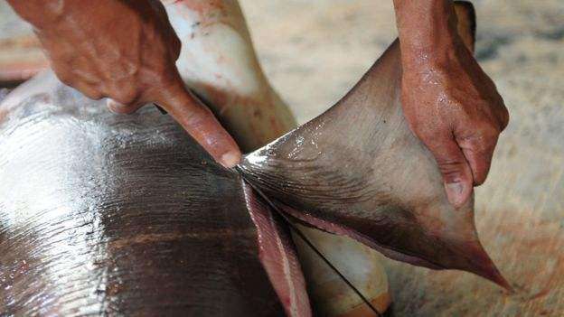 大海里面的鲨鱼到底有多可怕,如果鲨鱼灭绝了海洋会怎样