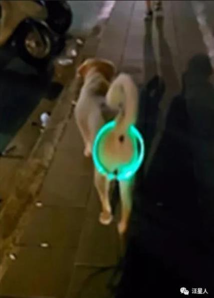 发光遛狗项圈,狗狗led发光项圈