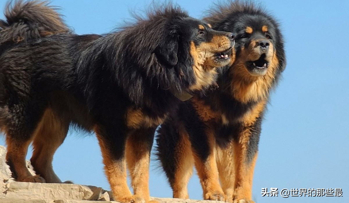 藏獒和大型犬哪个厉害一点,纯种藏獒战斗力有多强