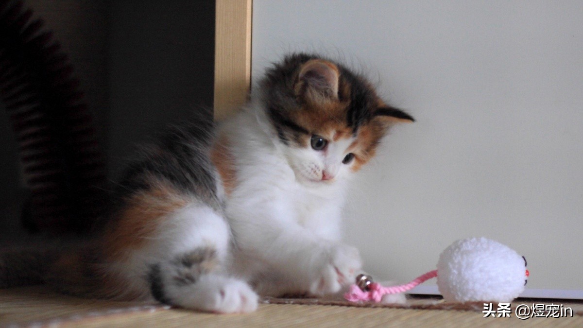 如何处置调皮的小猫咪,怎么让猫咪变得调皮捣蛋