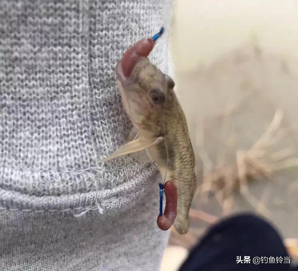 沙钻鱼的营养价值,淡水条纹石斑鱼营养价值