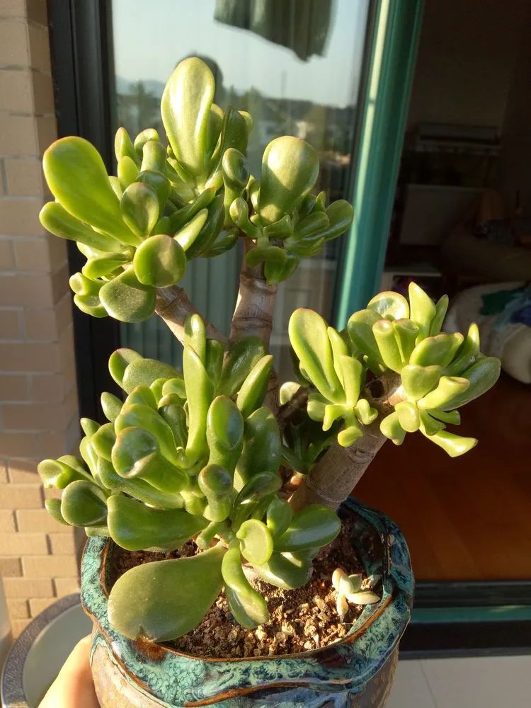 多肉砍头的怎么养,多肉怎么砍头才能爆发