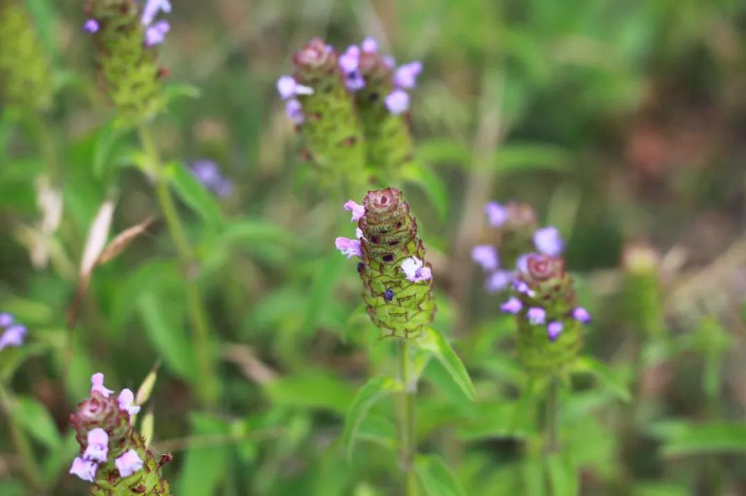 冬天常见中药植物图片及功效,花期长的草本植物图片