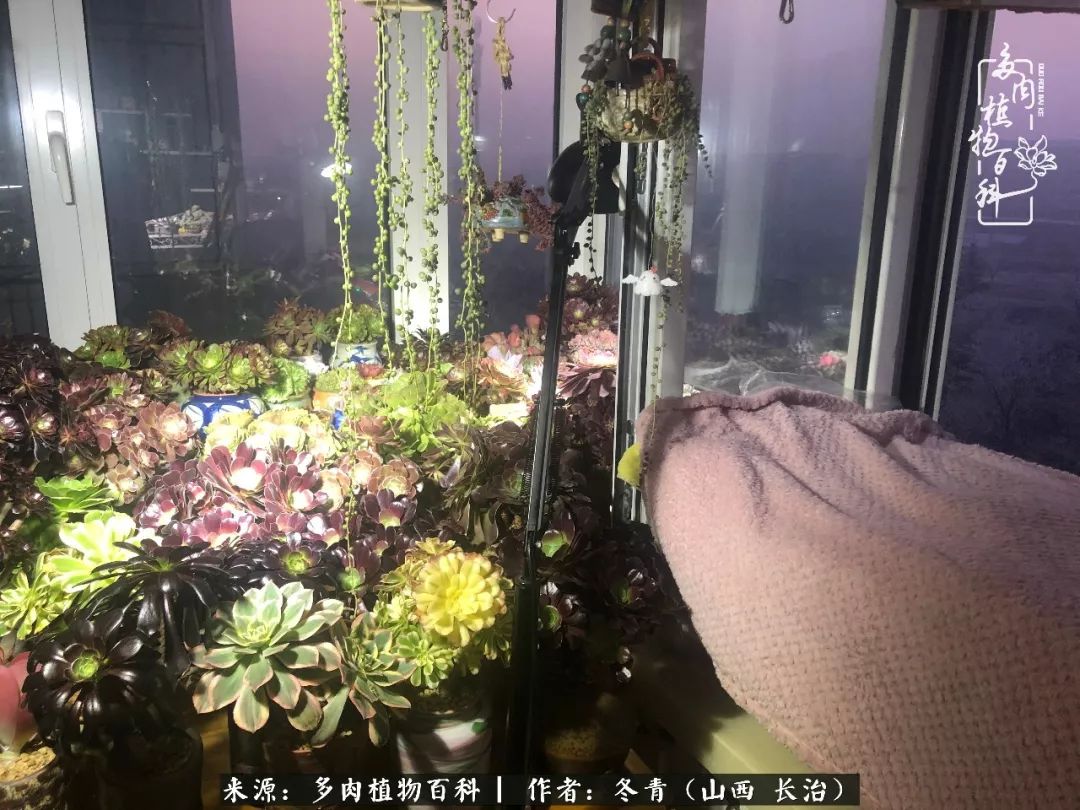 新手养的多肉怎么管理好看,阳台养多肉正确方法