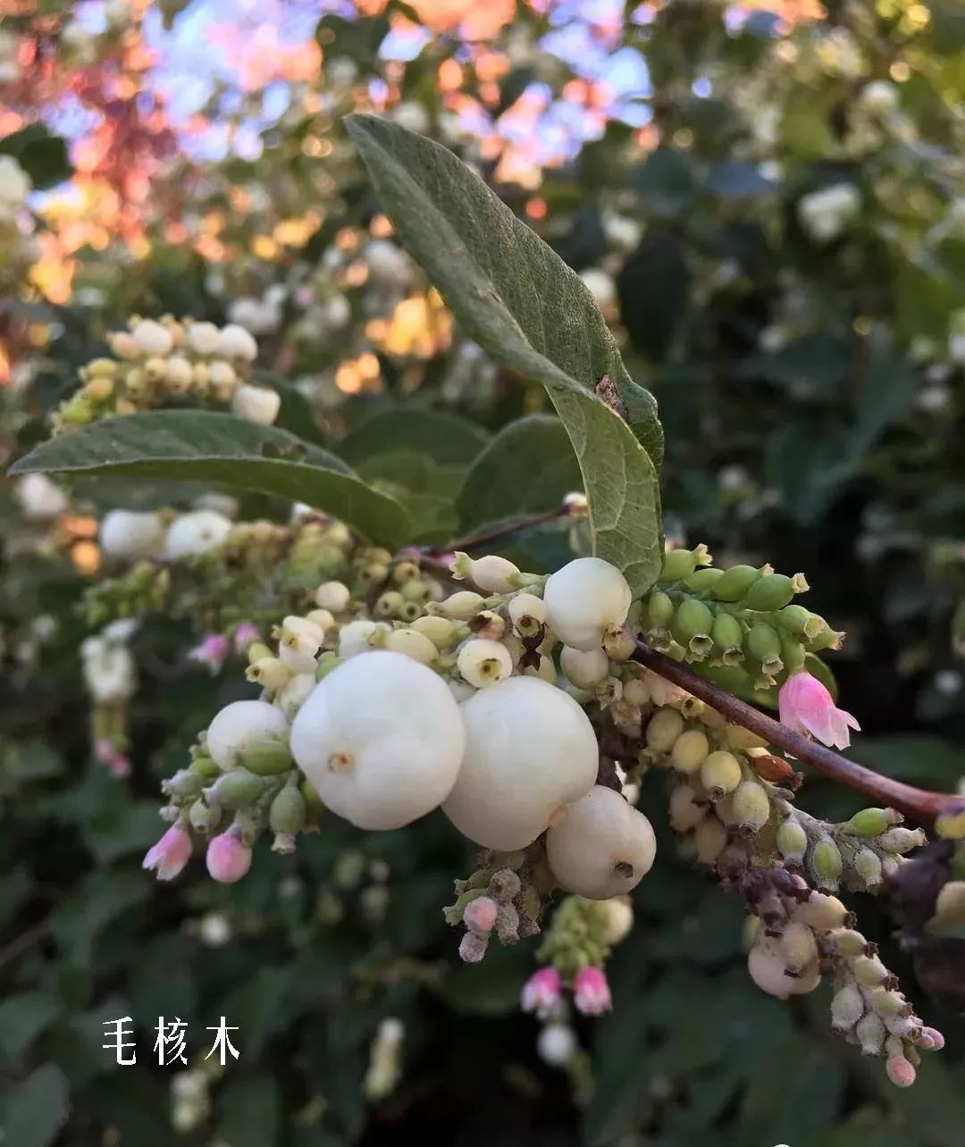 鲜花店常见花材品种大全,花店里同款的两种不同价格的花材