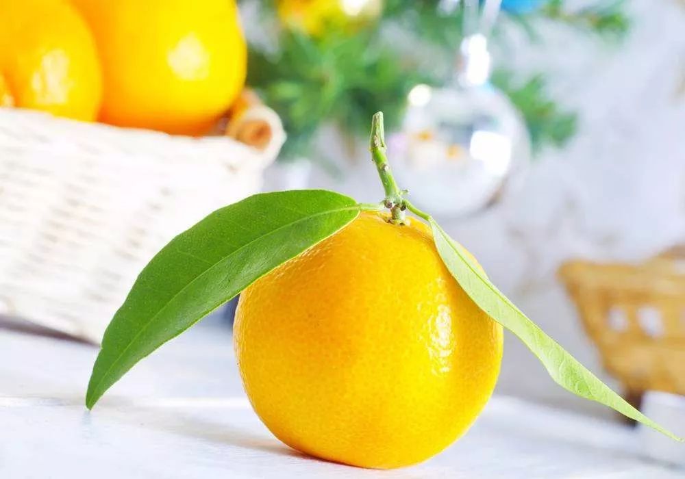 养仓鼠需要准备什么吃的食物,仓鼠饮食食谱