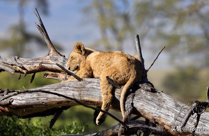 鏈涙棤杈归檯鐨勬捣,鏈涙棤杈归檯