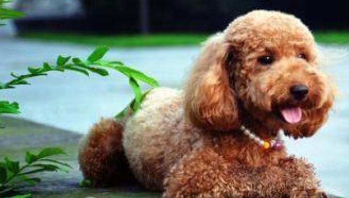 泰迪生癣怎么治,泰迪狗得了猫癣怎么治疗