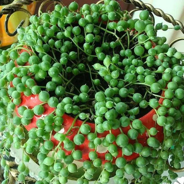 珍珠吊兰怎么栽培到龟缸里,珍珠吊兰怎样长得快