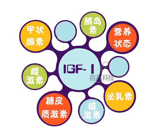 生长因子igf-1正常值,生长因子igf-2