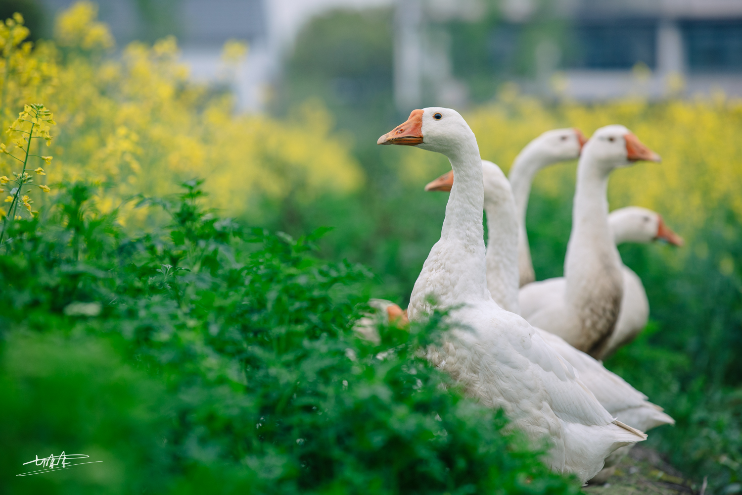 梦里水乡乌镇周庄风景视频,周庄版梦里水乡