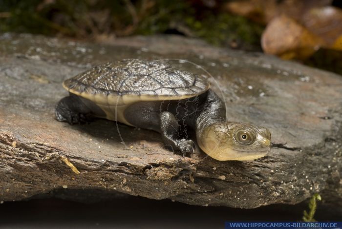 匠志萌宠乐园教学,匠志萌宠