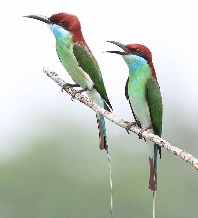 东江揽胜,惠州淡水常见鸟类图谱