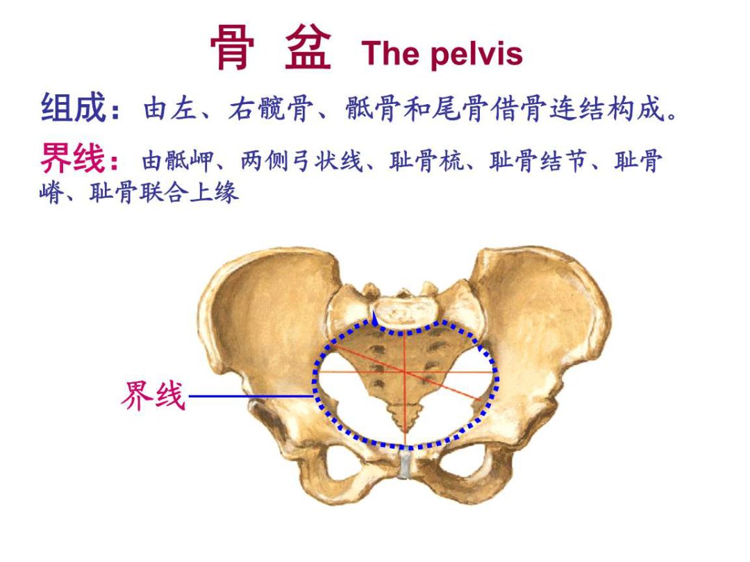 瑜伽前屈不会转动骨盆怎么办,瑜伽前屈时臀部疼是怎么回事