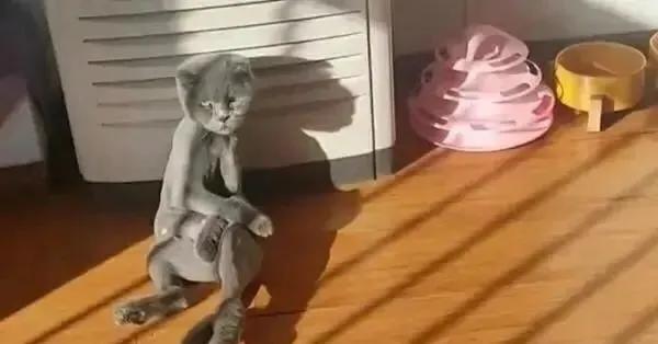 主人嫌猫咪太掉毛把毛剃了,主人以为橘猫很胖结果喂得少