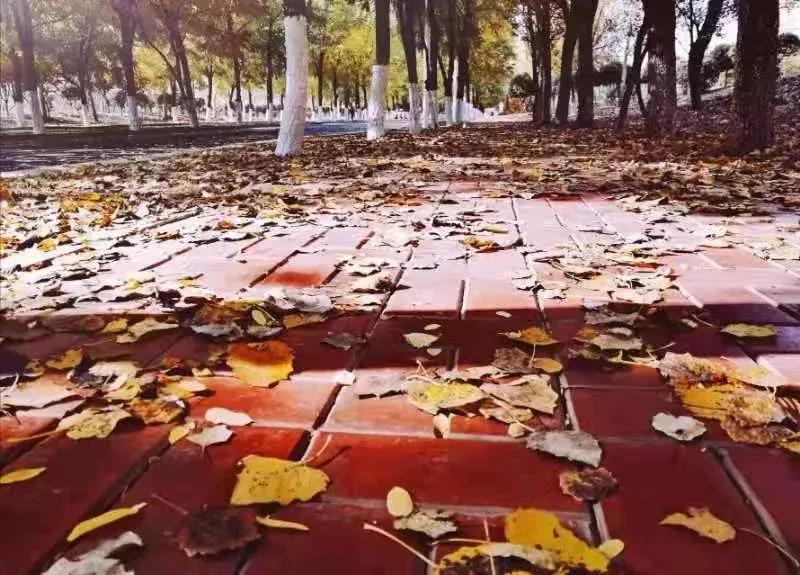 辽宁中医药大学杏林学院独立学院,辽宁中医药大学三个校区