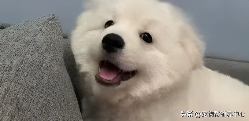 狗狗被*养送**期间患上细小，前主人却说：存活几率很小，别治了…