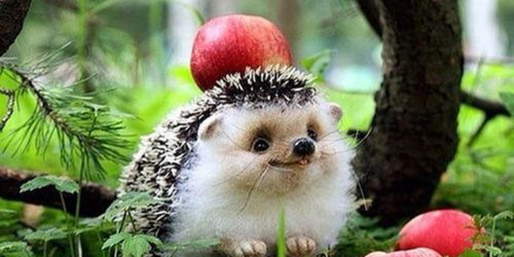 购买宠物用品需要什么,购买宠物须知