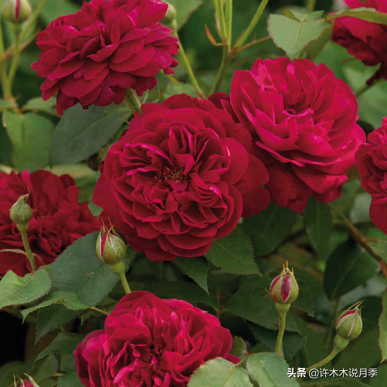 月季叶子发黄别让月季枯萎在手里,月季为什么长着黄叶死掉