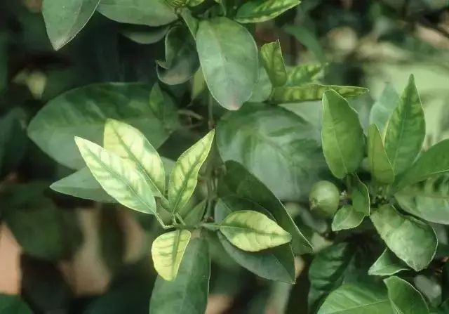 柑橘落叶落果是什么原因,柑橘落果病的原因和解决方法