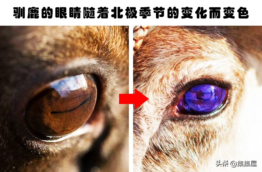 学习动物的基本知识,关于动物的20个问题