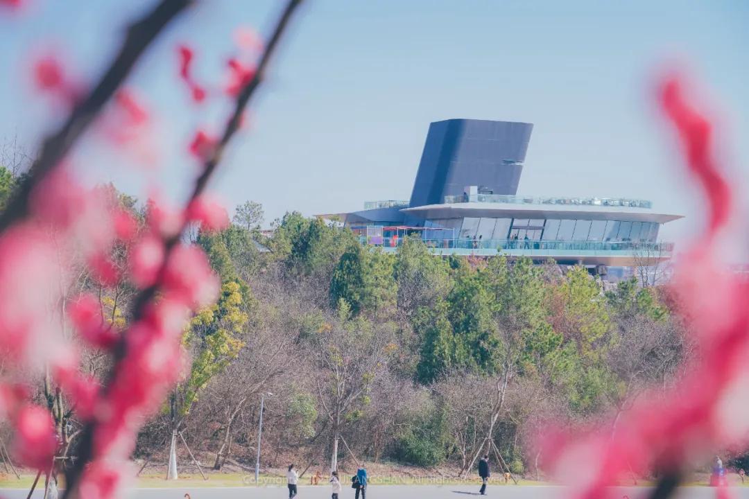 南京赏梅花的绝佳位置,南京赏梅花的最佳地方