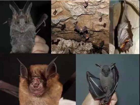 蝙蝠进化上亿年为什么没有人类,蝙蝠进化多少年了