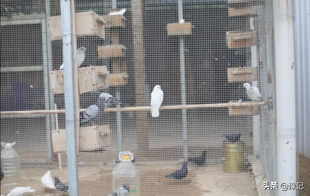 蒙古包烤全羊郑州,北京吃烤全羊的蒙古包