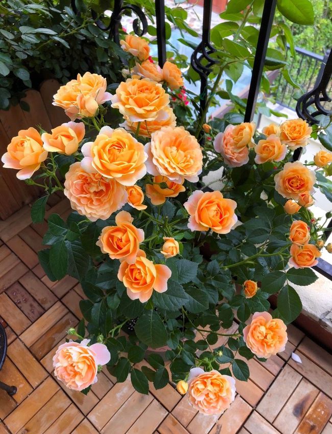 促花用花多多好还是磷酸二氢钾好,磷酸二氢钾正确的促花方法