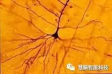 大脑工作原理,一张图看懂人类大脑工作原理