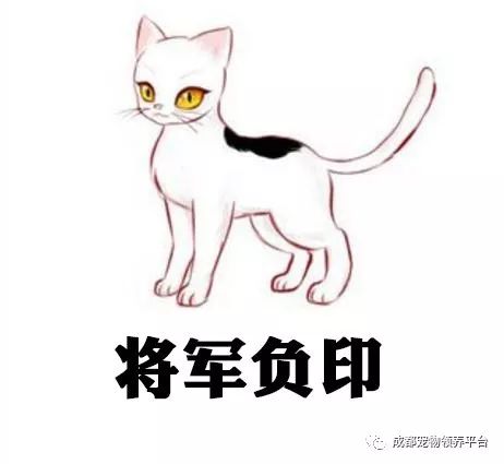 谁说土猫无名猫?快来围观古代猫谱,你家有没有镇宅神兽!