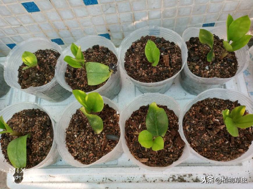 金钱树怎样插枝成活率高呢,金钱树怎么扦插成活率高一点