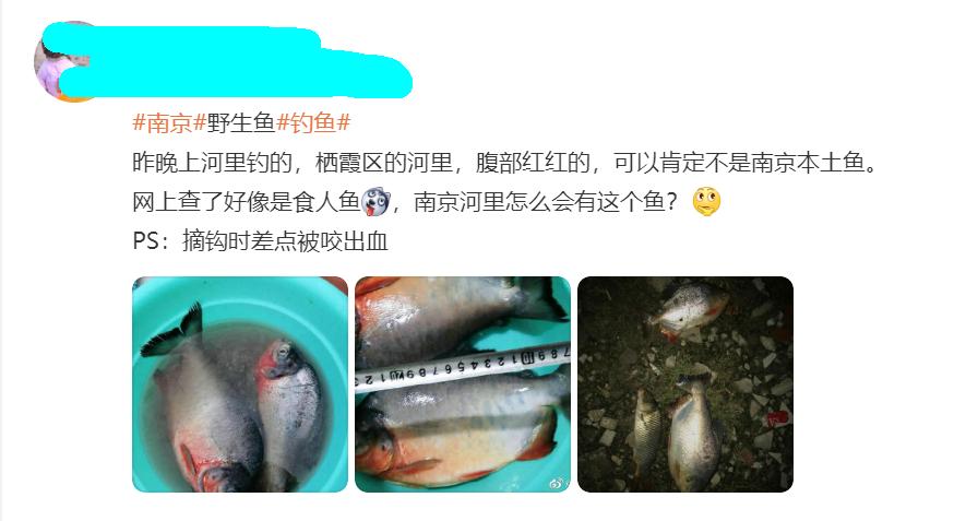 食人鱼咬死甲鱼事件,食人鱼钓鲶鱼视频