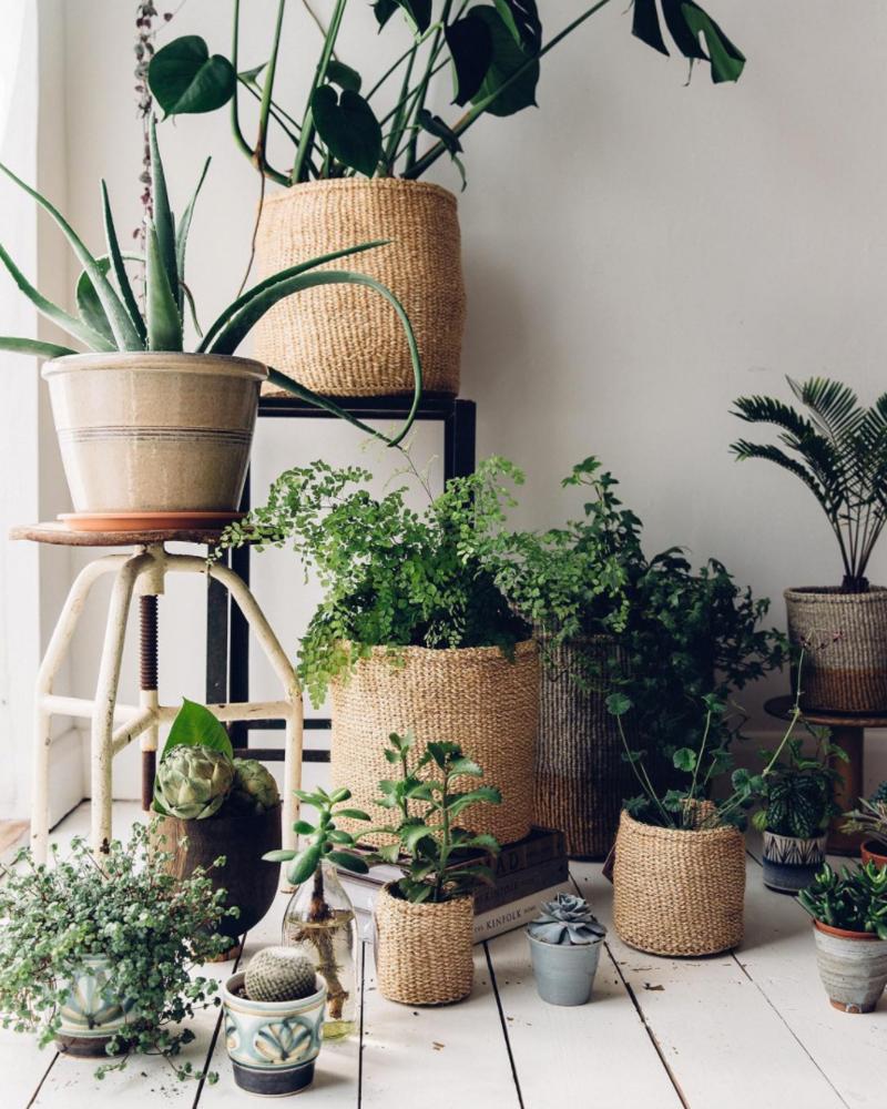 养花常用技巧和方法有哪些,怎么样才能掌握养花的技巧