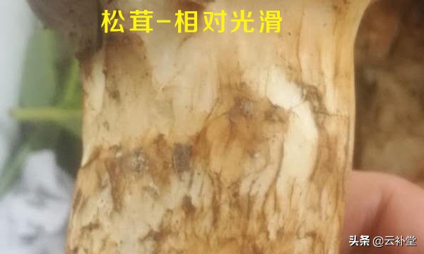 马尾松茸花脚松茸,马尾松茸能吃吗