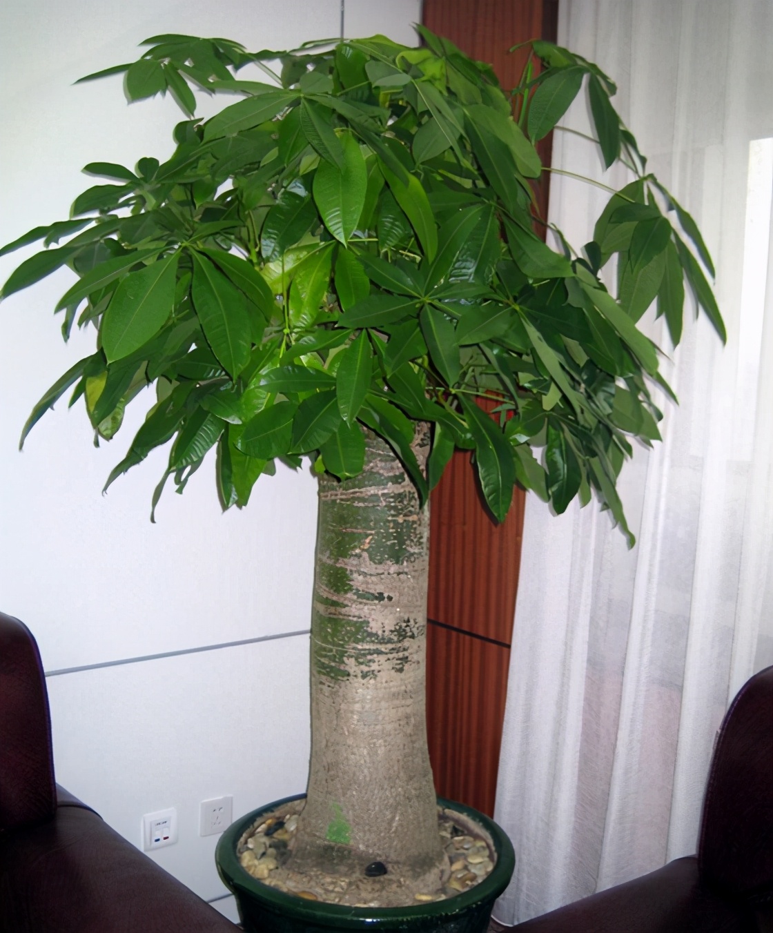 招财树八方来财怎么养,八方来财发财树的养殖方法