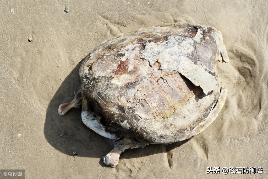 八万年龟为什么那么厉害,千年王八万年龟真的存在吗