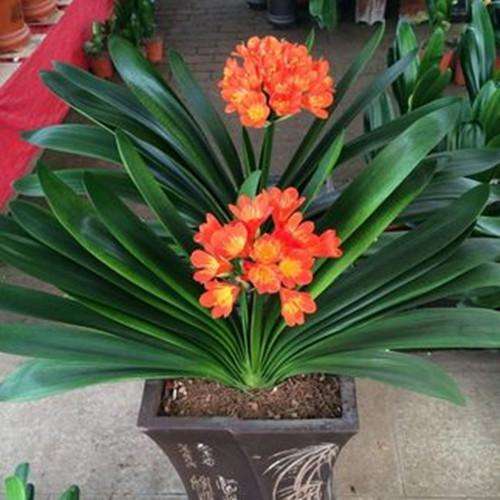 君子兰的繁殖方法怎么栽,君子兰如何繁殖才能长得更高