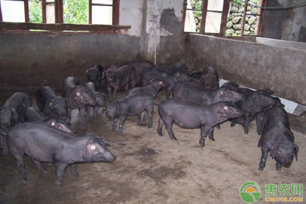 苏太母猪配什么品种小猪长得快,苏太母猪如何饲养