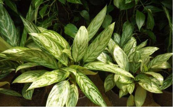 万年青叶发黄什么原因,万年青叶子发黄脱落怎么办