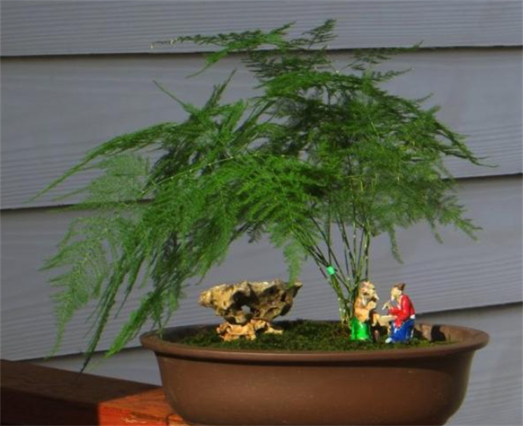 适合院子里种植的耐阴耐寒的植物,十大客厅耐阴绿植冬天不死的植物